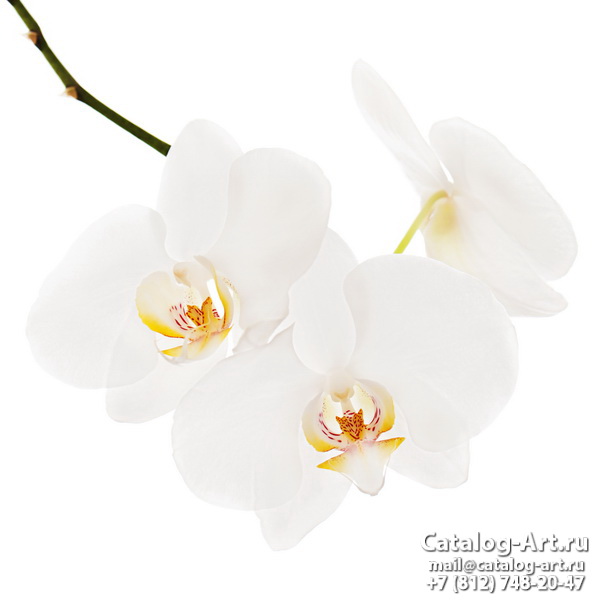 Натяжные потолки с фотопечатью - Белые орхидеи 55